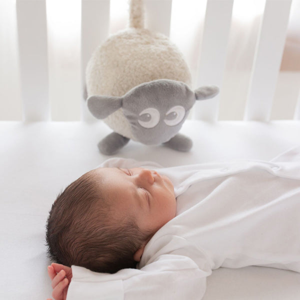 Ewan the Dream Sheep